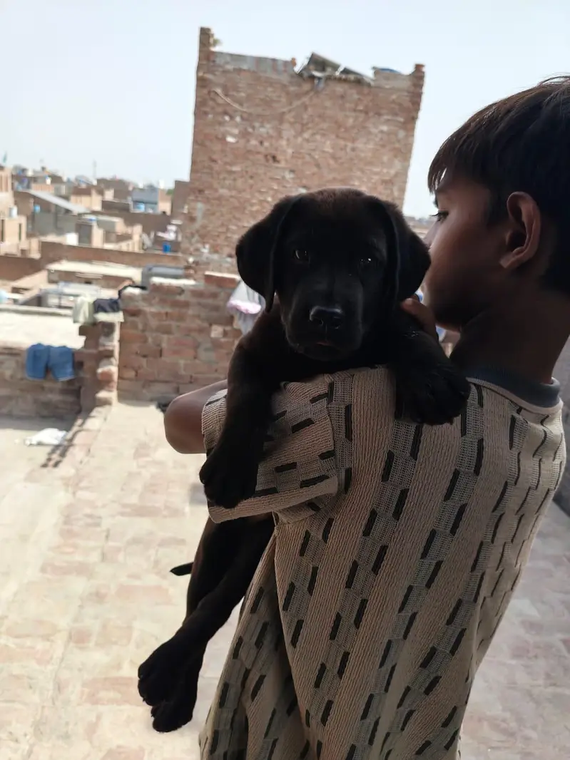 cute British Labrador — photo 3