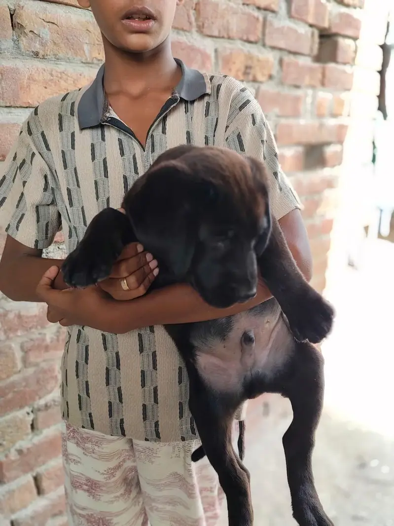 cute British Labrador — photo 4