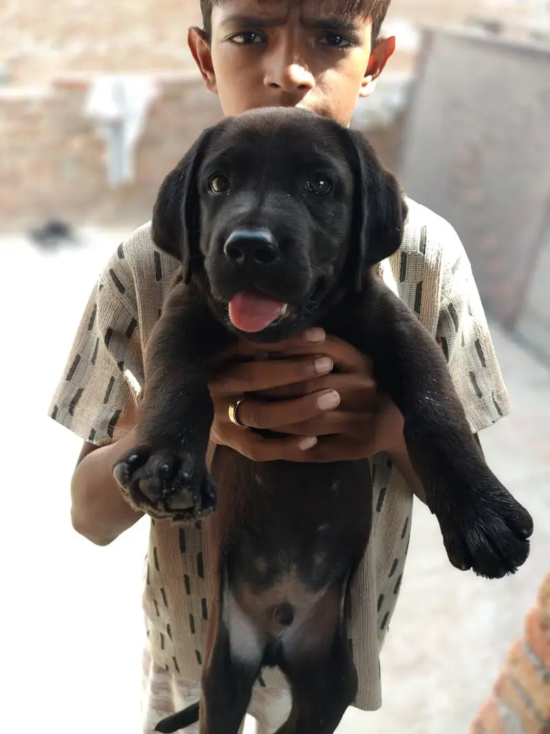 cute British Labrador — photo 5