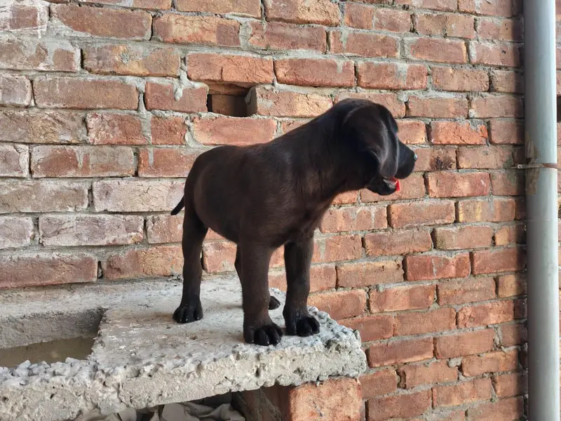 cute British Labrador — photo 8
