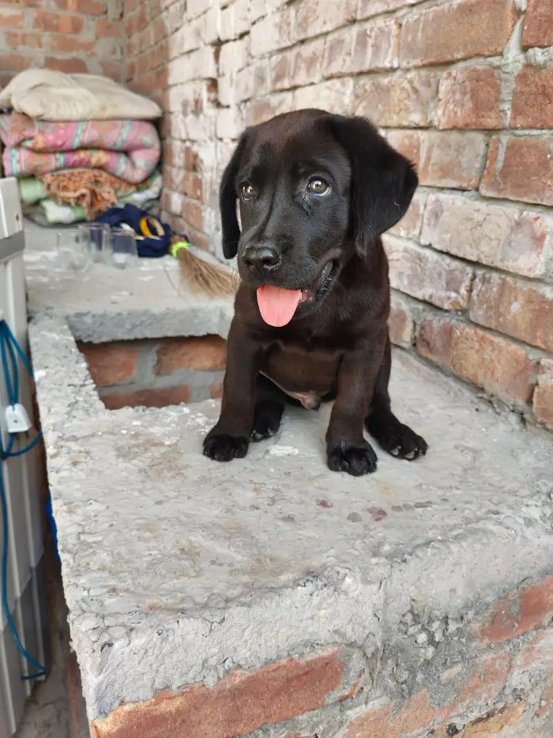 cute British Labrador — photo 9