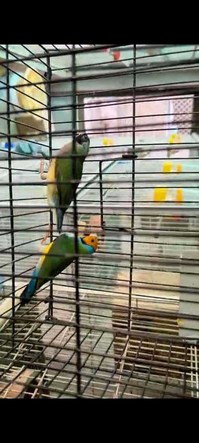 Gouldian Finch