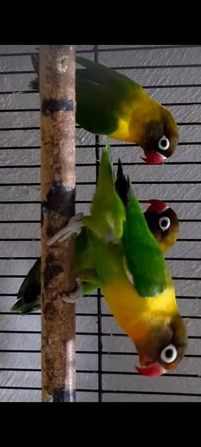 Black Mask Yellow Chest Lovebird Pair