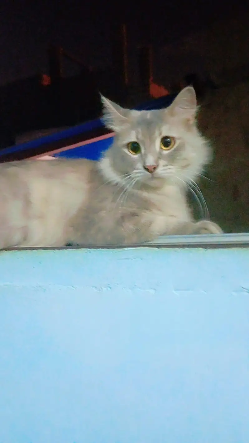 Garay Turkish Angora Available  | WhatsApp 03128921375 | Fluffy Cat — photo 3
