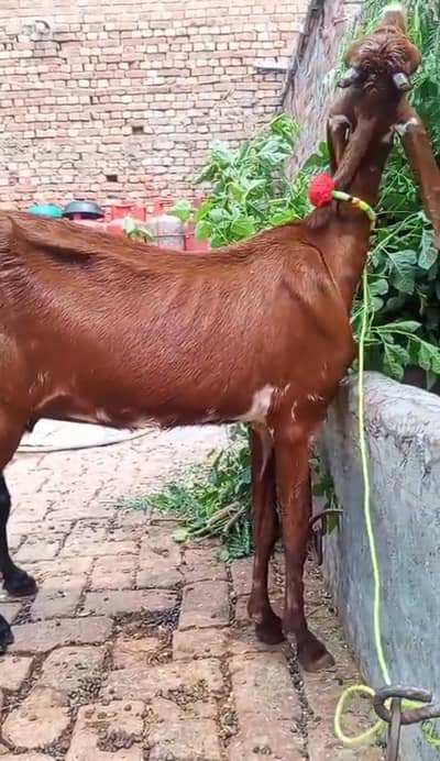 Ghbn bakri just 69000