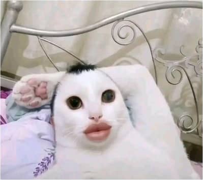 cursed cat for sale