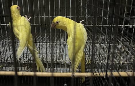 Ringneck yellow