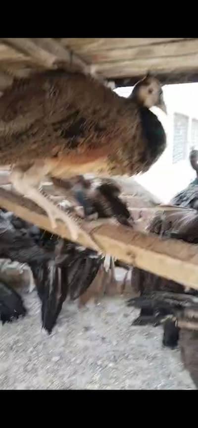 Peacock Pathy