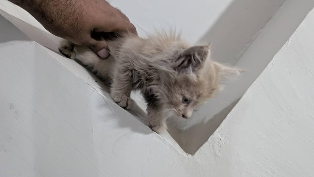 kitten for adoption 0