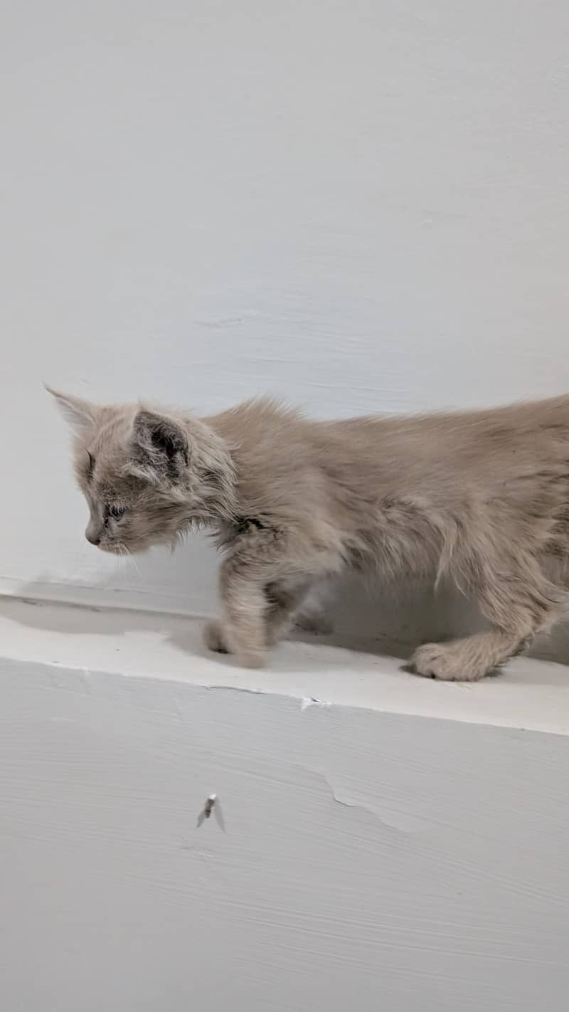 kitten for adoption 1