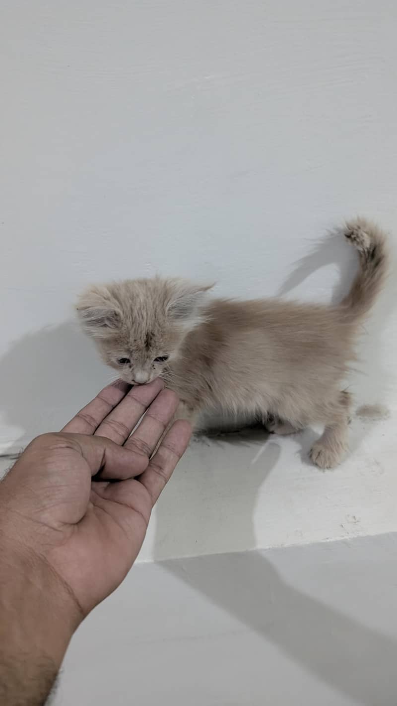 kitten for adoption 2