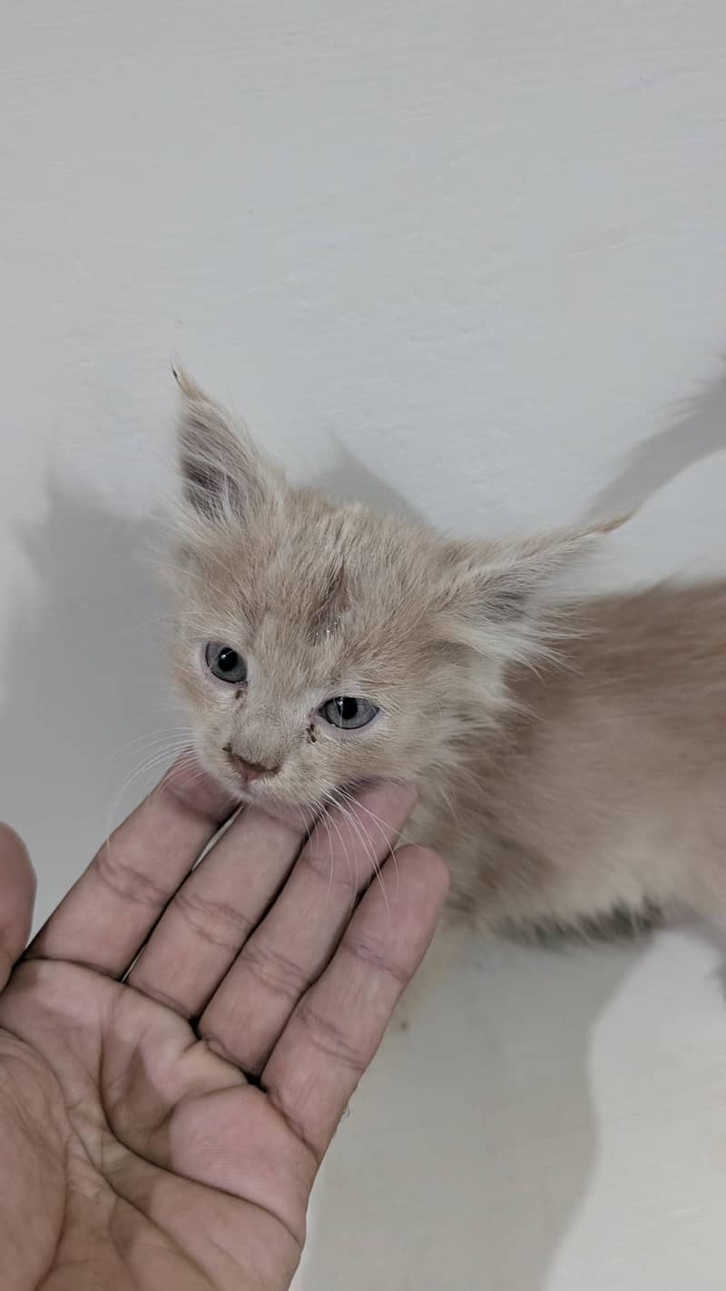 kitten for adoption 3