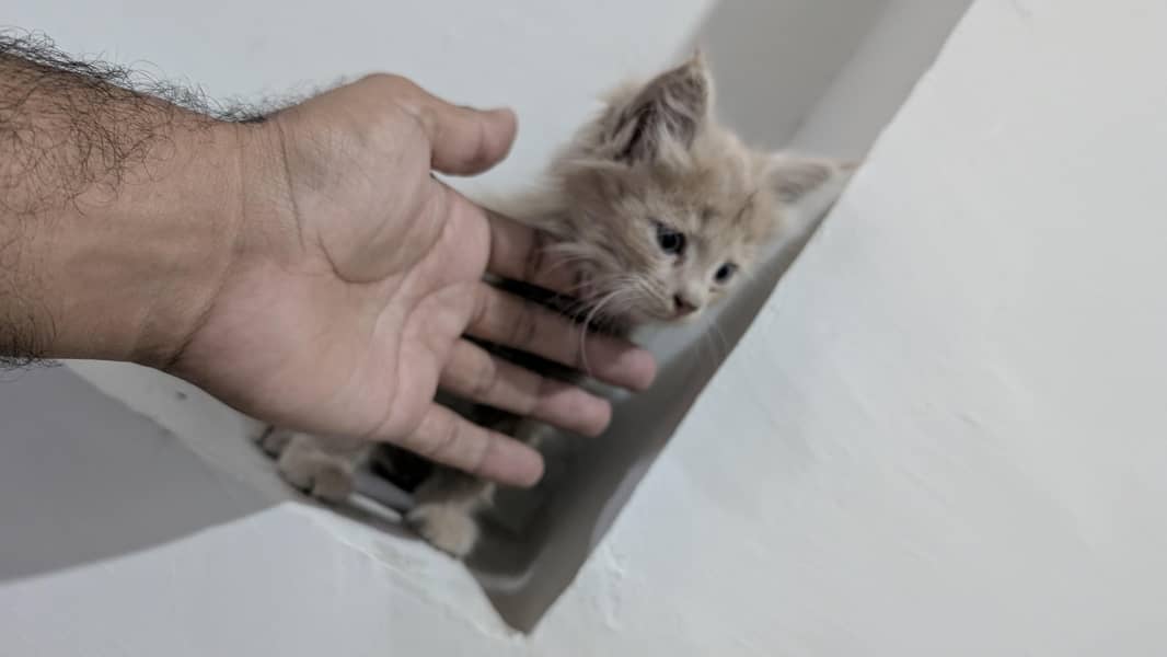 kitten for adoption 4