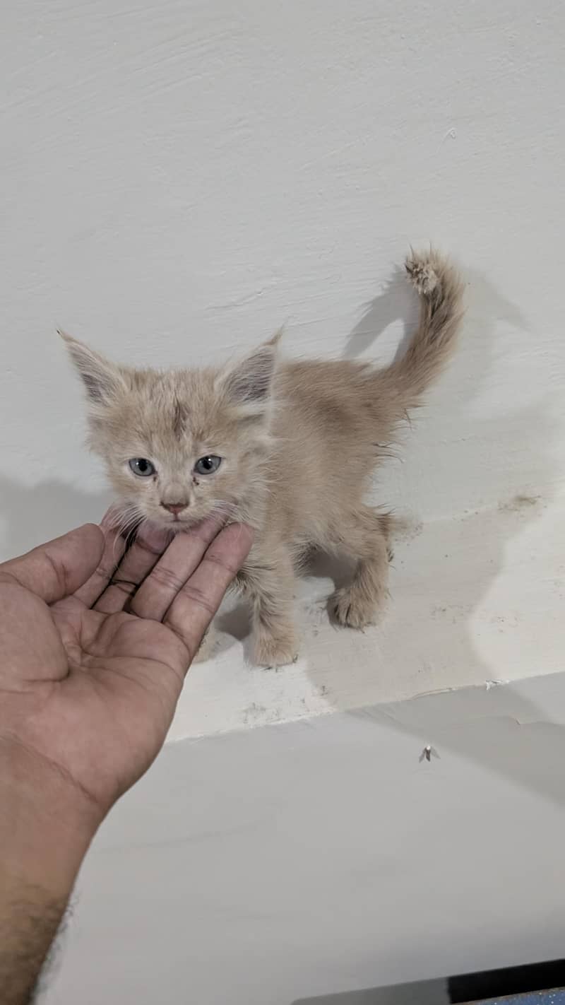 kitten for adoption 5