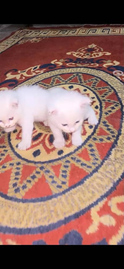 Persian kittens
