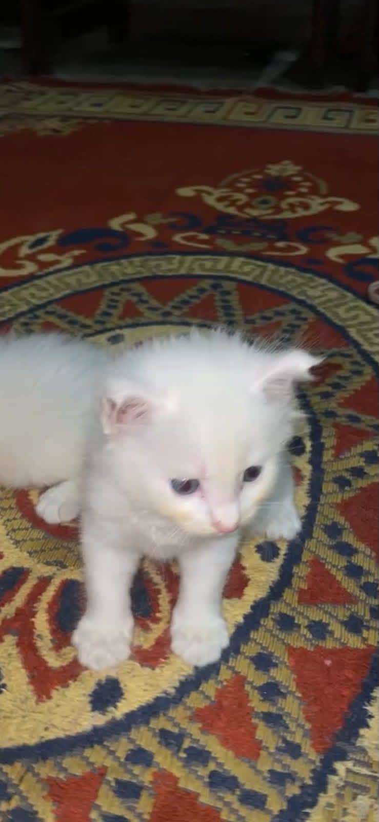 Persian kittens 1