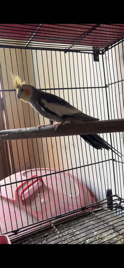 cocktail gery male x cherry female