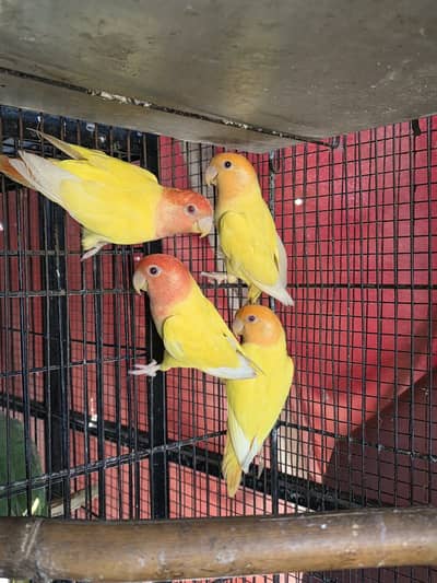 Orange and red hood opaline