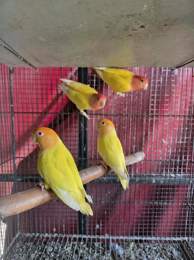 Orange and red hood opaline — photo 2