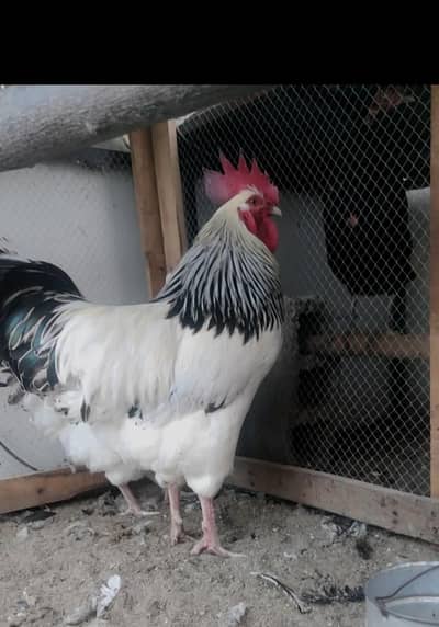 Sussex light, Plymouth rock & Lakenvelder chicks available