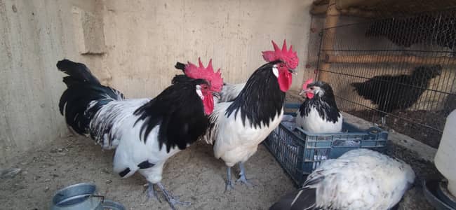 Lakenvelder, Sussex light & Plymouth rock chicks