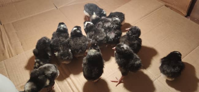 Lakenvelder & Plymouth rock chicks