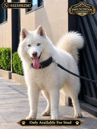 Siberian Male husky Only For Stud/ Cross / Matting service