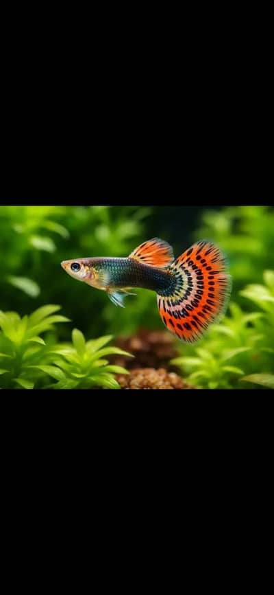 Fish and aquarium Munseeb price 03268301979