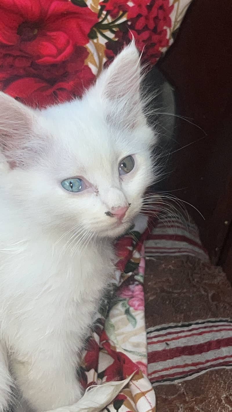 Persian kittens 0