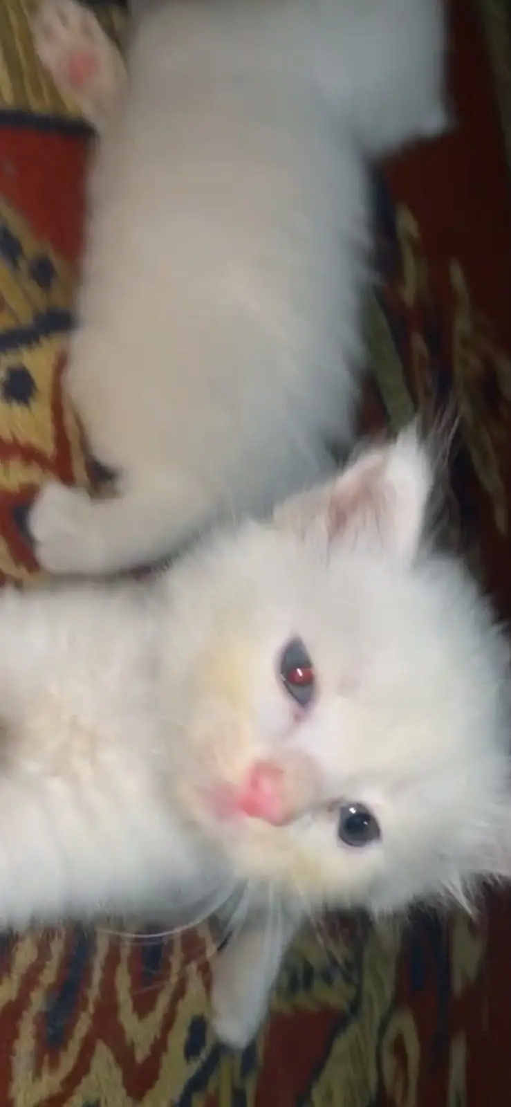 Persian kittens — photo 2