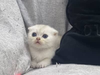 Quality Scotish Fold Kittens -  Imported Kittens - Pure Breed