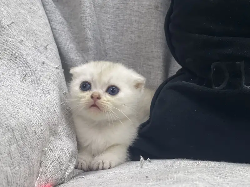 Quality Scotish Fold Kittens -  Imported Kittens - Pure Breed — photo 2