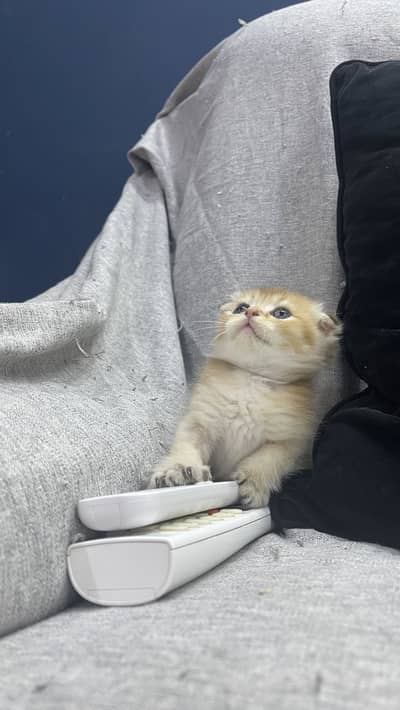 Quality Scotish Fold Kittens -  Imported Kittens - Pure Breed