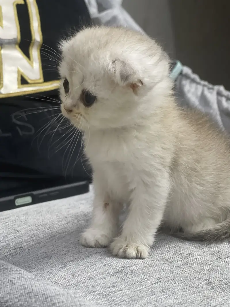 Quality Scotish Fold Kittens -  Imported Kittens - Pure Breed — photo 4