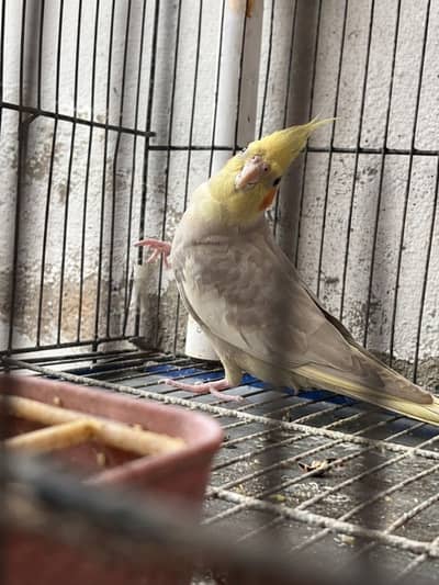 6 Cockatiels Looking For New Shelter