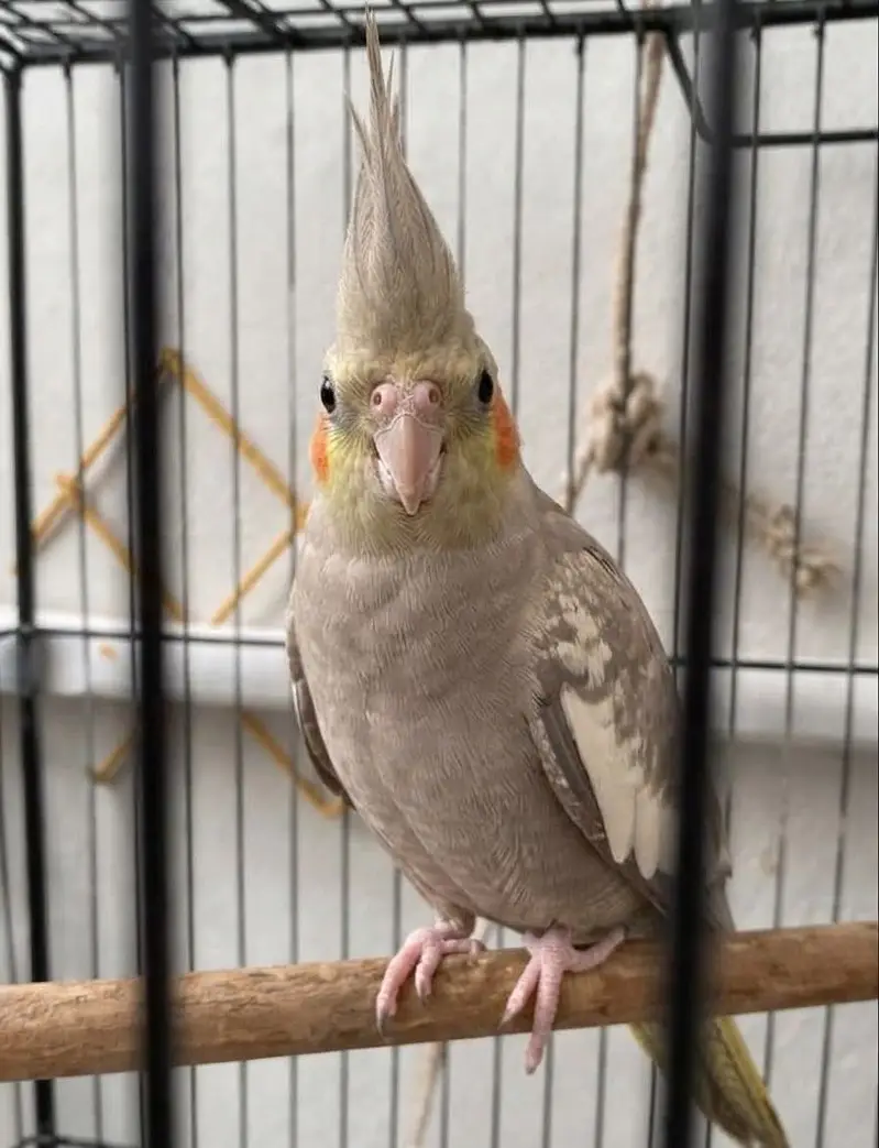 6 Cockatiels Looking For New Shelter — photo 2