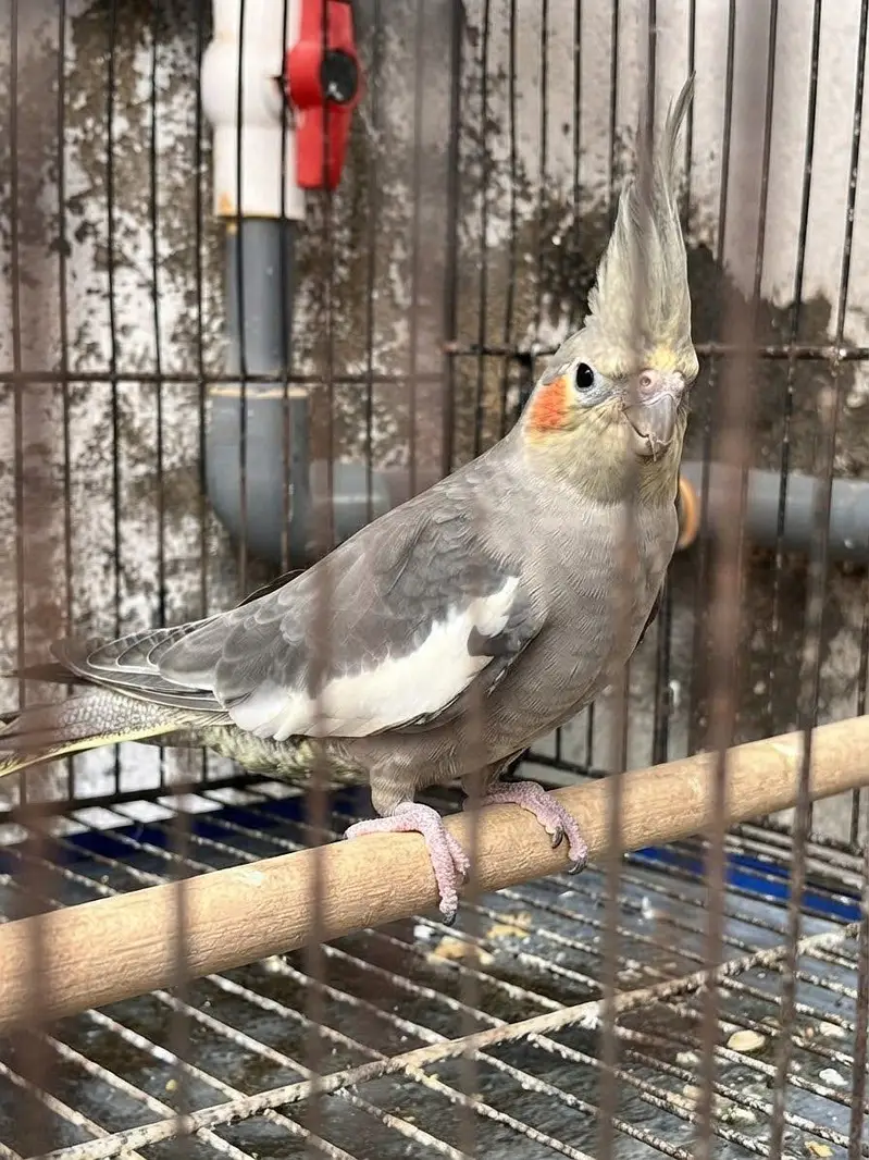 6 Cockatiels Looking For New Shelter — photo 4