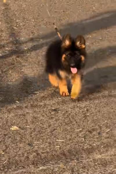 German Shepherd female puppy