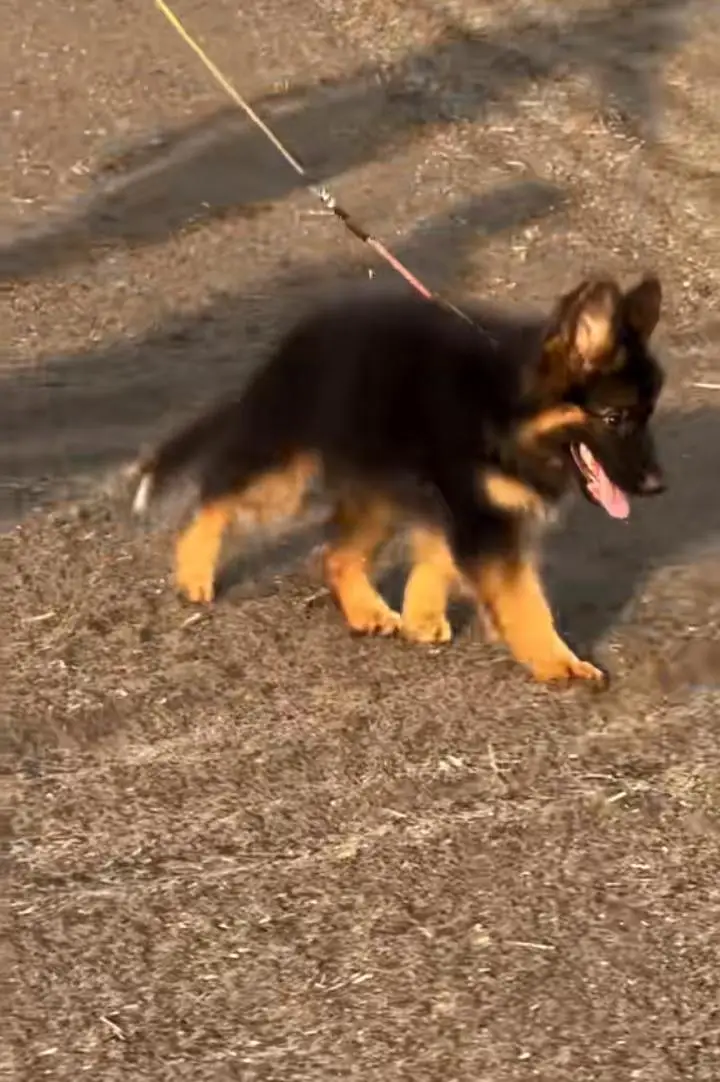 German Shepherd female puppy — photo 2