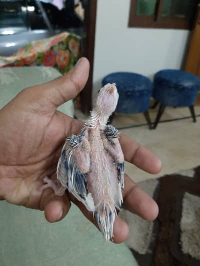 Eno vpied and eno chicks available