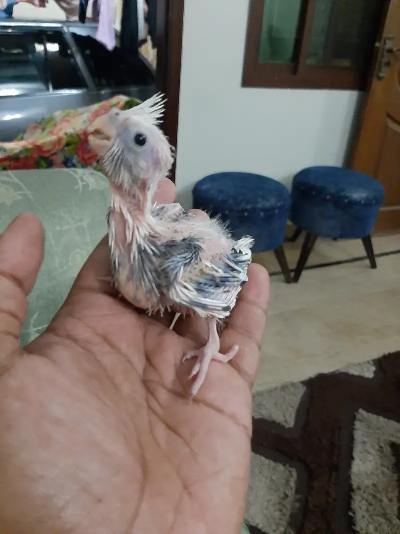 Eno vpied and eno chicks available — photo 2