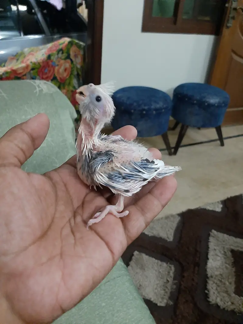 Eno vpied and eno chicks available — photo 3