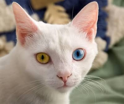 cat for sale