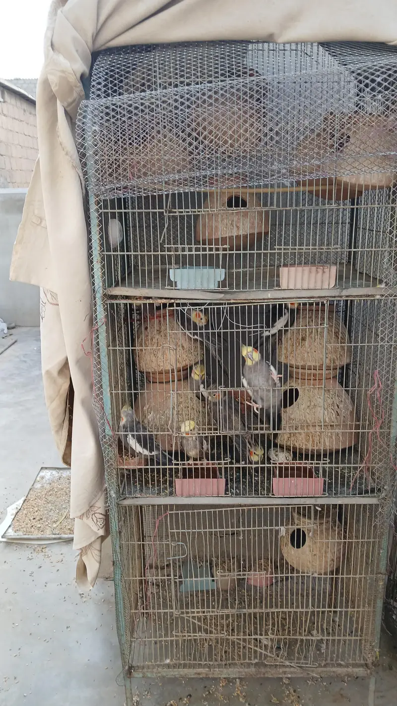 iron cage 10,000 — photo 2
