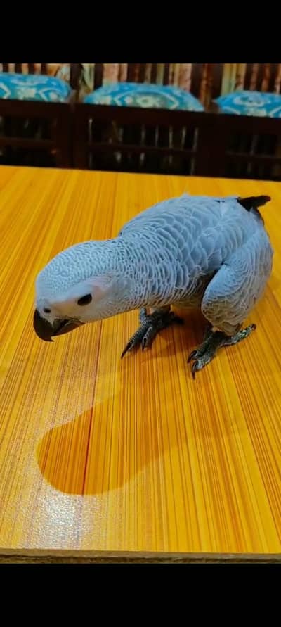 African grey