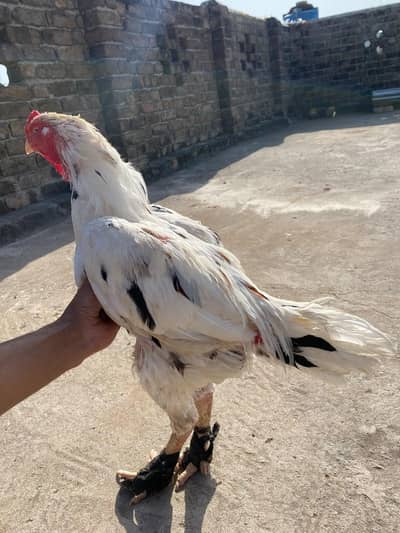 high quality cheena breeder miawali