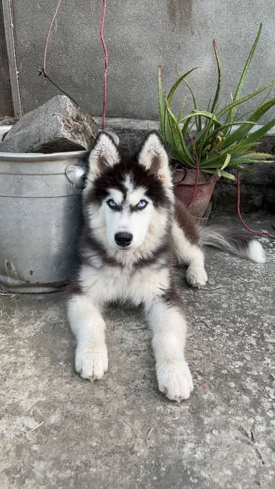 Siberian Husky Pedigree Puppy