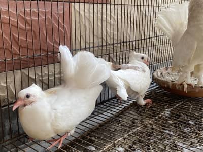 Lakkay kabotar for sale with chicks and cage