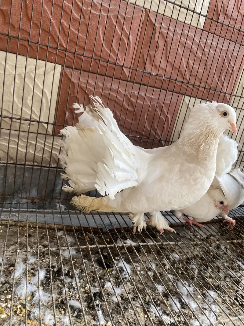 Lakkay kabotar for sale with chicks and cage — photo 2
