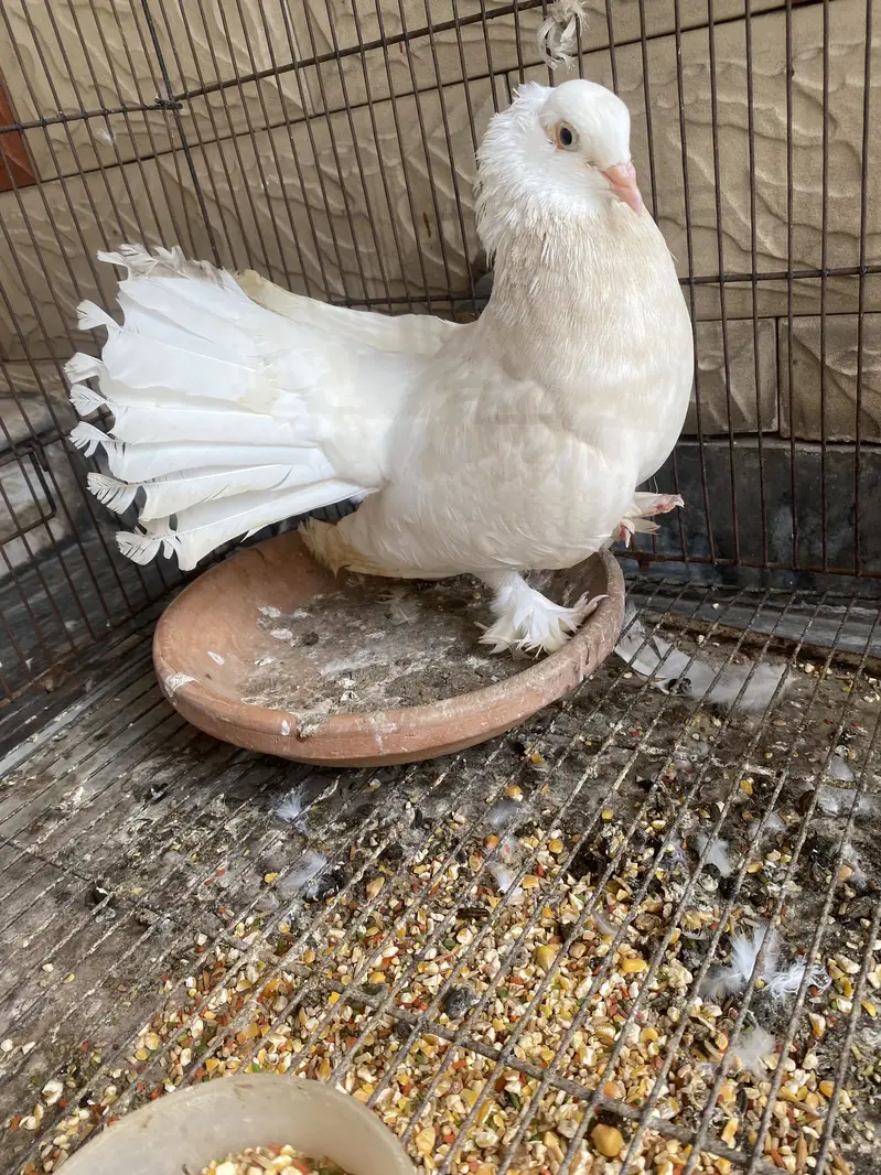 Lakkay kabotar for sale with chicks and cage — photo 3